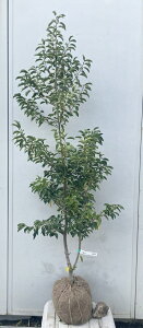 i \S P؁iEXj1.6mi܂܂j566 ikCAkA͕ʓrKvjA c V{c[  A Ύ a ΍ ωA 