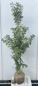 i \S P؁iEXj1.5mi܂܂j567 ikCAkA͕ʓrKvjA c V{c[  A Ύ a ΍ ωA 