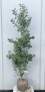 i \S P؁iEXj1.6mi܂܂j568 ikCAkA͕ʓrKvjA c V{c[  A Ύ a ΍ ωA 