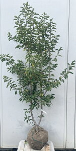 i \S P؁iEXj1.5mi܂܂j569 ikCAkA͕ʓrKvjA c V{c[  A Ύ a ΍ ωA 