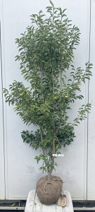 i \S P؁iEXj1.6mi܂܂j570 ikCAkA͕ʓrKvjA c V{c[  A Ύ a ΍ ωA 