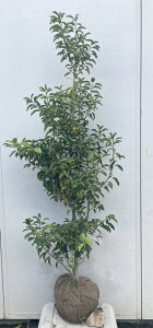 i \S P؁iEXj1.5mi܂܂j571 ikCAkA͕ʓrKvjA c V{c[  A Ύ a ΍ ωA 