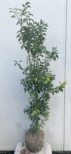 i \S P؁iEXj1.4mi܂܂j573 ikCAkA͕ʓrKvjA c V{c[  A Ύ a ΍ ωA 