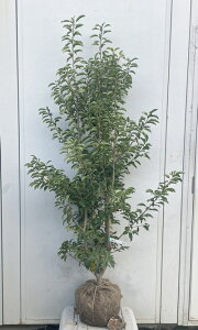 i \S P؁iEXj1.5mi܂܂j574 ikCAkA͕ʓrKvjA c V{c[  A Ύ a ΍ ωA 