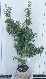 i \S iEXj1.2mi܂܂j579 ikCAkA͕ʓrKvjA c V{c[  A Ύ a ΍ ωA 