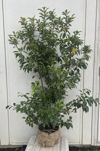 i \S iEXj1.2mi܂܂j575 ikCAkA͕ʓrKvjA c V{c[  A Ύ a ΍ ωA 