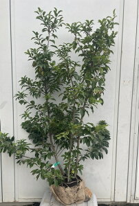 i \S iEXj1.2mi܂܂j576 ikCAkA͕ʓrKvjA c V{c[  A Ύ a ΍ ωA 