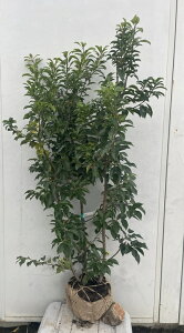 i \S iEXj1.2mi܂܂j577 ikCAkA͕ʓrKvjA c V{c[  A Ύ a ΍ ωA 