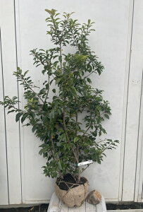 i \S iYsj1.2mi܂܂j578 ikCAkA͕ʓrKvjA c V{c[  A Ύ a ΍ ωA 