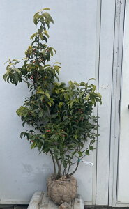植木 ソヨゴ 3m」の人気商品一覧 | 安い商品を通販サイトから探す 
