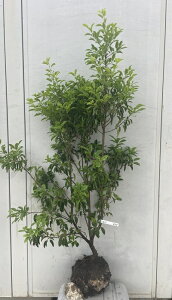 植木 ソヨゴ 常緑樹」の人気商品一覧・価格比較 - 価格.com