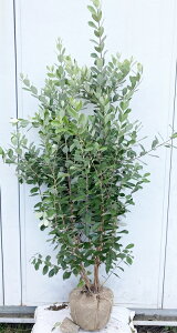 フェイジョア 花 Diy 工具の人気商品 通販 価格比較 価格 Com フェイジョア 花 Diy 工具の人気商品 通販 価格比較 価格 Com