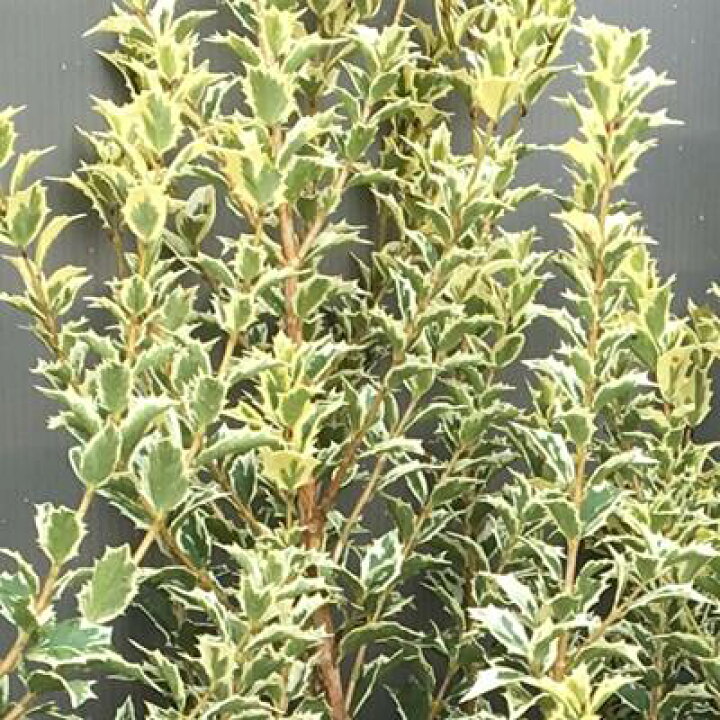 楽天市場 送料無料 斑入りヒイラギ フイリヒイラギ 樹高0 9m 根鉢含まず 斑入ヒイラギ 斑入り柊 洋風 縁起木 鬼門 植木 庭木 縞柊 シマヒイラギ 生垣 生け垣 目隠し 低木 常緑樹 縁起の良い木 北海道 沖縄 離島は別途送料が必要 ガーデンプラス 楽天市場 送料無料 斑入りヒイラギ フイリヒイラギ 樹高0 9m 根鉢含まず 斑入ヒイラギ 斑入り柊 洋風 縁起木 鬼門 植木 庭木 縞柊 シマヒイラギ 生垣 生け垣 目隠し 低木 常緑樹 縁起の良い木 北海道 沖縄 離島は別途送料が必要 ガーデンプラス