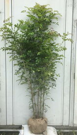 楽天市場 シンボルツリー 日陰 鉢植えの通販