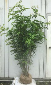 楽天市場 北海道 植木 ガーデニング 農業 花 ガーデン Diyの通販