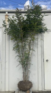 i V}glR  2.2mi܂܂j220 ikCAkA͕ʓrKvj܂Ƃ˂肱 c A c  A _ Ύ ΍ V{c[ 