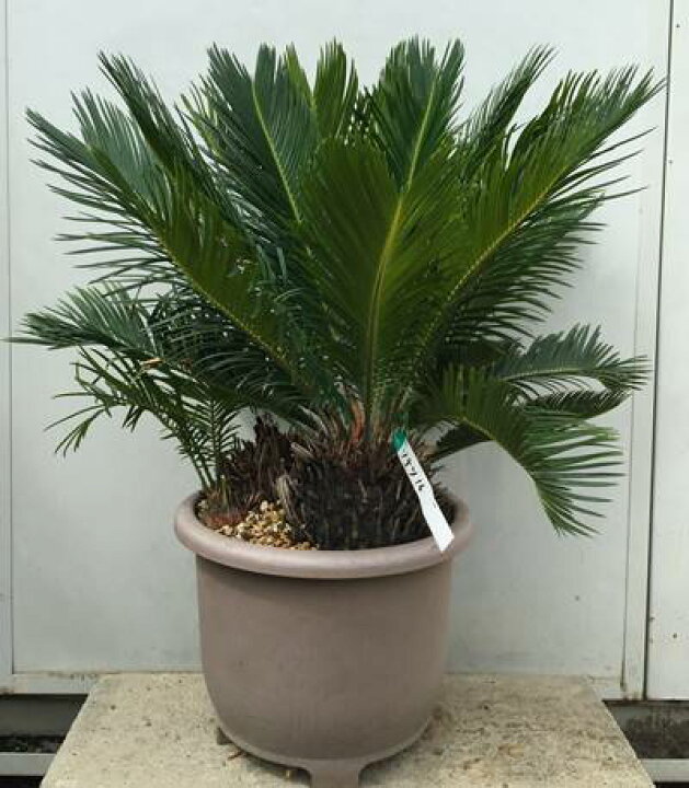 楽天市場】現品発送 蘇鉄（ソテツ）樹高0.5m（根鉢含まず）16 送料 