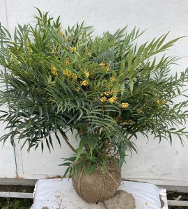 植木 盆栽 常緑樹 日陰 鉢の人気商品 通販 価格比較 価格 Com