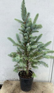 植木 盆栽 針葉樹 庭木 植木 盆栽の人気商品 通販 価格比較 価格 Com