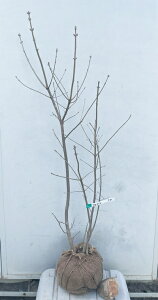 現品発送 アオダモ 株立ち 樹高1.2m(根鉢含まず)54 送料無料(北海道・東北・離島は別途送料が必要) シンボルツリー 庭木 苗木 ガーデニング 落葉 株立ち 高木 記念樹 ガーデニング 苗木