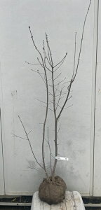 i AI_  1.4mi܂܂j57 ikCEkE͕ʓrKvj V{c[  c K[fjO t   LO K[fjO c