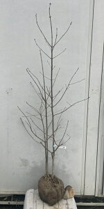 i AI_  1.4mi܂܂j58 ikCEkE͕ʓrKvj V{c[  c K[fjO t   LO K[fjO c