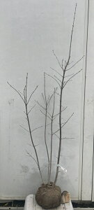 i AI_  1.6mi܂܂j59 ikCEkE͕ʓrKvj V{c[  c K[fjO t   LO K[fjO c