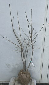 現品発送 アオダモ 株立ち 樹高1.0m（根鉢含まず）61 送料無料（北海道・東北・離島は別途送料が必要） シンボルツリー 庭木 苗木 ガーデニング 落葉 株立ち 高木 記念樹 ガーデニング 苗木ギフト 贈り物