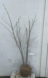 現品発送 アオダモ 株立ち 樹高1.1m（根鉢含まず）63 送料無料（北海道・東北・離島は別途送料が必要） シンボルツリー 庭木 苗木 ガーデニング 落葉 株立ち 高木 記念樹 ガーデニング 苗木ギフト 贈り物