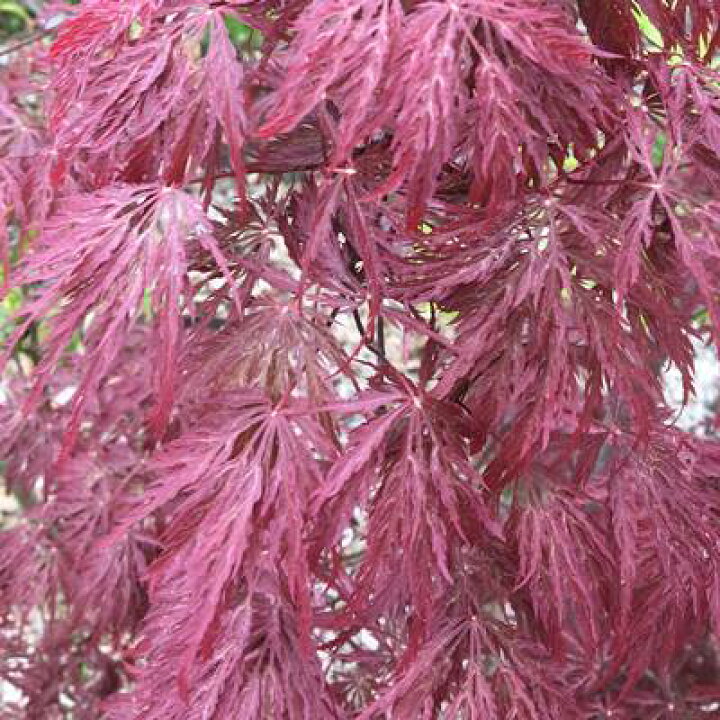 楽天市場 現品発送 赤枝垂れ紅葉 アカシダレモミジ 樹高1 6m 根鉢含まず 31 送料無料 北海道 東北 離島は別途送料が必要 ベニシダレ 紅シダレ 紅枝垂れ 楓 カエデ 苗木 植木 庭木シンボルツリー ギフト 贈り物 枝垂れ紅葉 しだれもみじ 枝垂紅葉 枝垂れモミジ 楽天市場 現品発送 赤枝垂れ紅葉 アカシダレモミジ 樹高1 6m 根鉢含まず 31 送料無料 北海道 東北 離島は別途送料が必要 ベニシダレ 紅シダレ 紅枝垂れ 楓 カエデ 苗木 植木 庭木シンボルツリー ギフト 贈り物 枝垂れ紅葉 しだれもみじ 枝垂紅葉 枝垂れモミジ