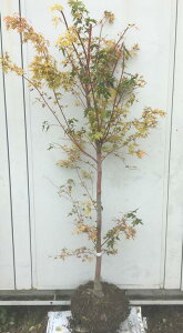 植木 盆栽 シンボルツリー モミジの人気商品 通販 価格比較 価格 Com