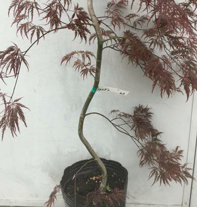 楽天市場 現品発送 赤枝垂れ紅葉 アカシダレモミジ 樹高1 5ｍ 根鉢含まず 23 送料無料 北海道 東北 離島は別途送料が必要 ベニシダレ 紅シダレ 紅枝垂れ 楓 カエデ 苗木 植木 庭木シンボルツリー ギフト 贈り物 枝垂れ紅葉 しだれもみじ 枝垂紅葉 枝垂れモミジ