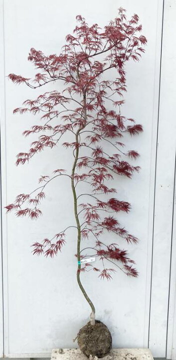 楽天市場 現品発送 赤枝垂れ紅葉 アカシダレモミジ 樹高1 6ｍ 根鉢含まず 31 送料無料 北海道 東北 離島は別途送料が必要 ベニシダレ 紅シダレ 紅枝垂れ 楓 カエデ 苗木 植木 庭木シンボルツリー ギフト 贈り物 枝垂れ紅葉 しだれもみじ 枝垂紅葉 枝垂れモミジ