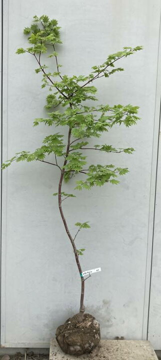 楽天市場】現品発送 コハウチワカエデ 関の華厳（セキノケゴン）樹高 