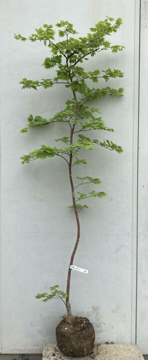 楽天市場】現品発送 コハウチワカエデ 関の華厳（セキノケゴン）樹高 