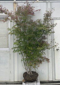 i Cn~W  2.0mi܂܂j214 ikCAkA͕ʓrKvjCngt ͍gt CnJGf ͕ JGf gt ~W c A c 