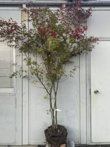 i Cn~W  2.1mi܂܂j216 ikCAkA͕ʓrKvjCngt ͍gt CnJGf ͕ JGf gt ~W c A c 