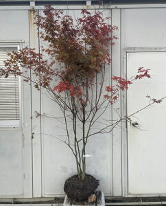 i Cn~W  1.9mi܂܂j217 ikCAkA͕ʓrKvjCngt ͍gt CnJGf ͕ JGf gt ~W c A c 