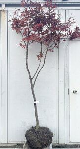 i m~W 1.8mi܂܂j58 ikCAkA͕ʓrKvj쑺gt 쑺~W Cn~W ԗt JGf gt ~W c A c  V{