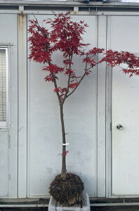 i m~W 1.8mi܂܂j59 ikCAkA͕ʓrKvj쑺gt 쑺~W Cn~W ԗt JGf gt ~W c A c  V{