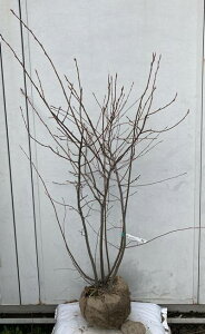 ジューンベリー 盆栽 植木の人気商品 通販 価格比較 価格 Com