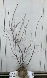 ジューンベリー 盆栽 植木の人気商品 通販 価格比較 価格 Com