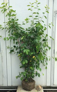 i W[x[  1.7mi܂܂j184 ikCEkE͕ʓrKvjt V{c[ ʎc ʎc c x[ c AJUCt