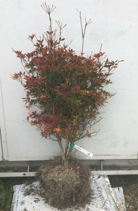 ドウダンツツジ 鉢の人気商品 通販 価格比較 価格 Com