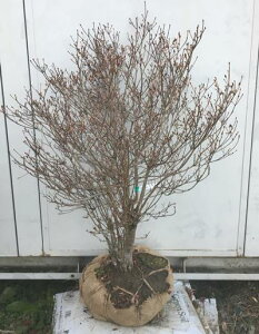 植木 盆栽 ドウダンツツジ つつじ 植木 盆栽の人気商品 通販 価格比較 価格 Com