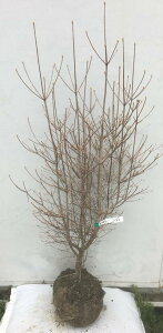 植木 盆栽 ドウダンツツジ 落葉樹の人気商品 通販 価格比較 価格 Com