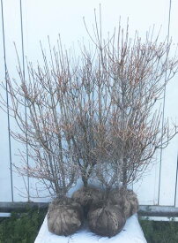 楽天市場 ドウダンツツジ 苗 植木 ガーデニング 農業 花 ガーデン Diyの通販