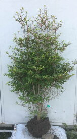 楽天市場 どうだんつつじ 鉢植えの通販