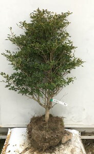 植木 盆栽 ドウダンツツジ 生垣の人気商品 通販 価格比較 価格 Com