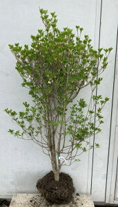 ドウダンツツジ 盆栽 植木 植木 盆栽の人気商品 通販 価格比較 価格 Com